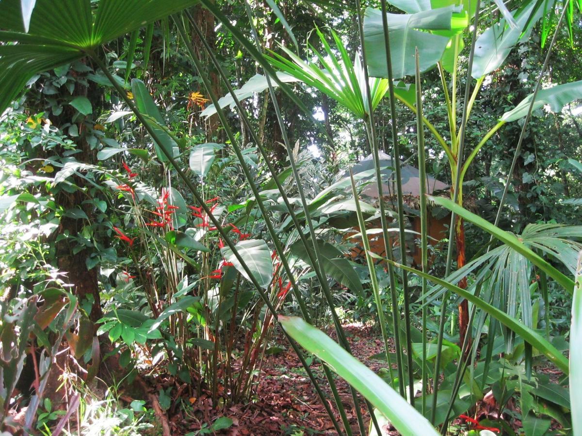 Korrigan Lodge Cahuita Zimmer foto
